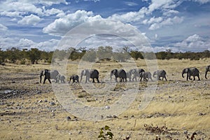 Etosha national park. Namibia, Africa.