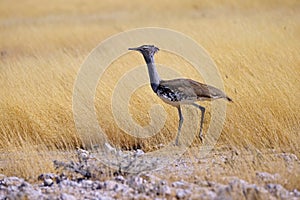 Etosha national park. Namibia, Africa.