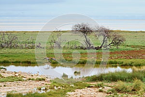 Etosha national park, Namibia