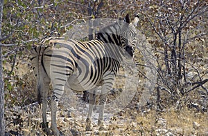 Etosha National Park Zebra