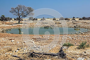 Etosha NP pool