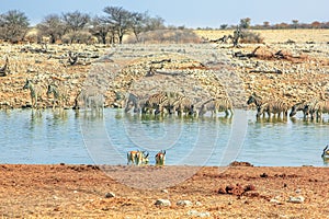 Etosha Okaukuejo animals