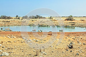 Etosha Okaukuejo Namibian savannah