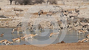 Etosha waterhole