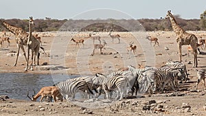 Etosha waterhole