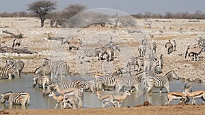 Etosha waterhole