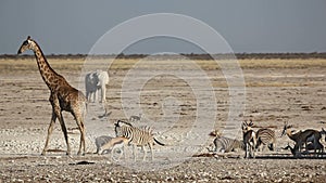 Etosha waterhole