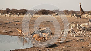 Etosha waterhole