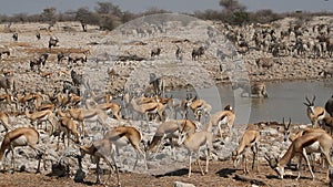 Etosha waterhole