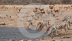 Etosha waterhole