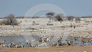 Etosha waterhole