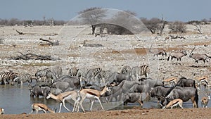 Etosha waterhole