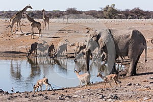 Etosha waterhole gathering