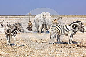 Etosha zebras elephants giraffes