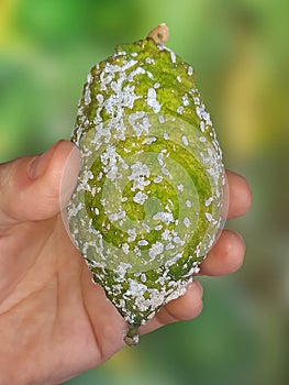 Etrog fruit damaged by Citrus scale mealybug