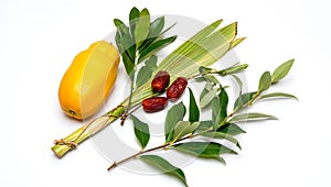 Etrog, Lulav, Hadas, and Aravah Still Life