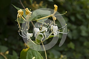Etruscan honeysuckle bush with flowers