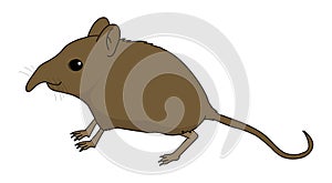 Etruscan Shrew illustration vector