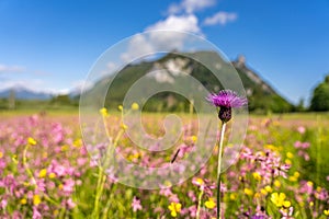 Ettaler weidmoos in ammergauer alps, germany