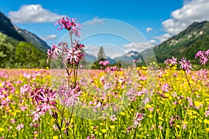 Ettaler weidmoos in ammergauer alps, germany