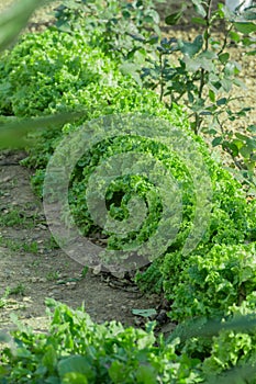 Ettuce, chard, spinach, watercress salad and a very valuable plant him eat and cook a lot of different salads