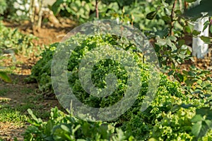 Ettuce, chard, spinach, watercress salad and a very valuable plant him eat and cook a lot of different salads