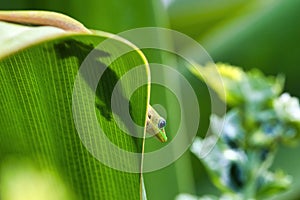 Etxreme close-up of a bright green gold dust gecko hiding in the folds of a green leaf.