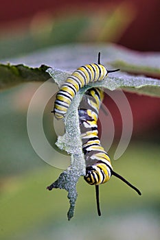 Etxreme close-up of a bright yellow, white, and black monarch catepillar feeding on milkweed.. photo