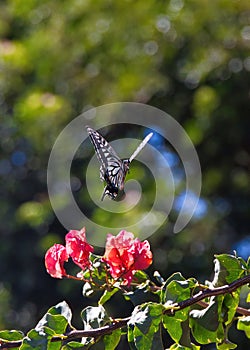 Etxreme close-up of a a flying swallowtail butterfly.