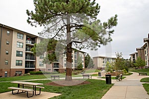 EU Pine Tree at Apartment Complex