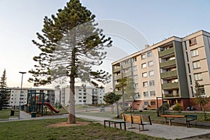 EU Pine Tree at Apartment Complex