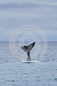 Eubalaena australis, Southern right whale breaching through the surface of the atlantic ocean