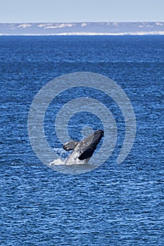 Eubalaena australis, Southern right whale breaching through the surface of the atlantic ocean