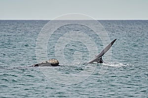 Eubalaena australis, Southern right whale breaching through the surface of the atlantic ocean