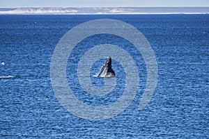 Eubalaena australis, Southern right whale breaching through the surface of the atlantic ocean