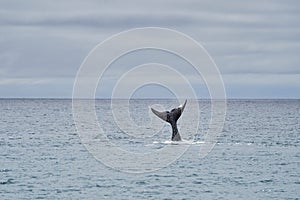 Eubalaena australis, Southern right whale breaching through the surface of the atlantic ocean.