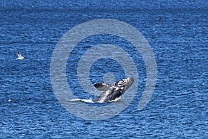 Eubalaena australis, Southern right whale breaching through the surface of the atlantic ocean.