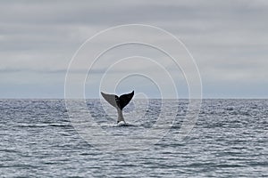 Eubalaena australis, Southern right whale breaching through the surface of the atlantic ocean.