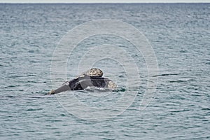 Eubalaena australis, Southern right whale breaching through the surface of the atlantic ocean. photo