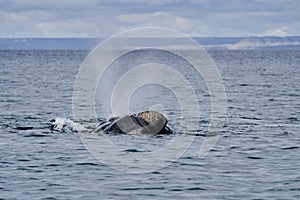 Eubalaena australis, Southern right whale breaching through the surface of the atlantic ocean photo