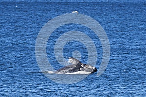 Eubalaena australis, Southern right whale breaching through the surface of the atlantic ocean photo
