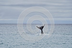 Eubalaena australis, Southern right whale breaching through the surface of the atlantic ocean. photo