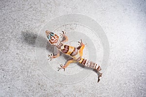 Eublepharis Macularius is a cute leopard gecko. Small lizard isolated on a gray background.