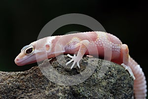 Eublepharis macularius leopard gecko on isolated background