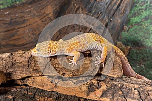 Eublepharis macularius. leopard gecko isolated on a wood background.