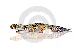 Eublepharis macularius, leopard lizard