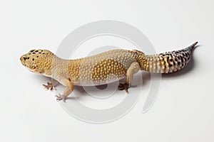 Eublepharis. Yellow gray gecko, close-up on a white background.