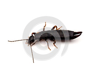 Euborellia moesta earwig isolated on white background