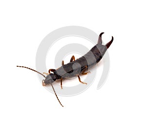 Euborellia moesta earwig isolated on white background