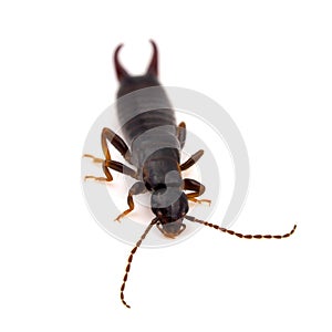 Euborellia moesta earwig isolated on white background